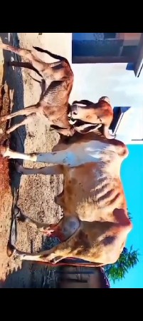 ગાય વેચવાની છે