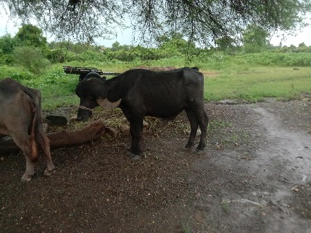 પાડો વેશવાનોછે