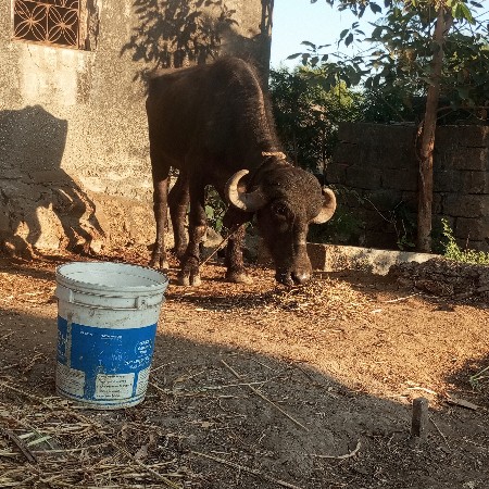 ખટેલીવેસવાનીસે