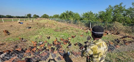 અમારે મુરઘી વેચવાની છે