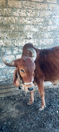 ગીર ગાય વેચવાની છે પાંચ મહિના પછી