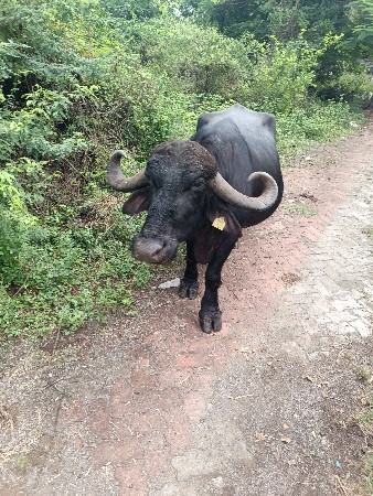 થંબનેલ 1