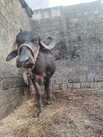 थंबनेल 2