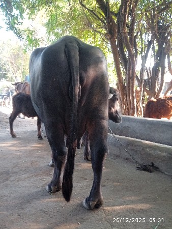 ભેંશ વેચવાની છે