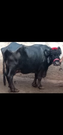 ભેંસ વેચવાનું છે