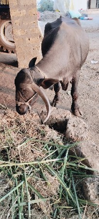 થંબનેલ 2