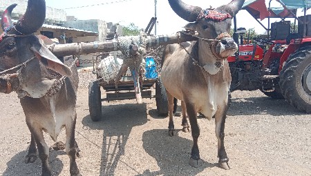 ગોઢલા વચવાનછે