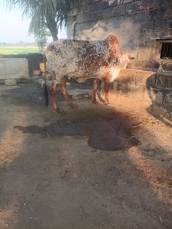 ગાય વેચવા ની છે