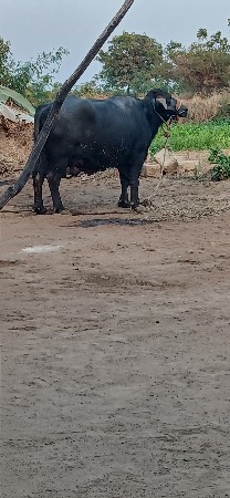 દો મહીની વીયાણ