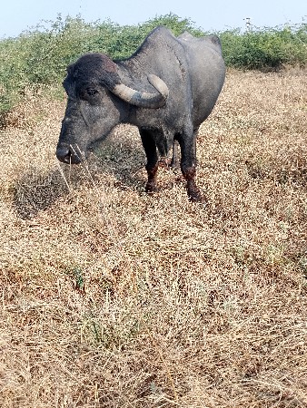 ભેંસ વેચવાની છે ફૂલ જવાબદારી સાથે