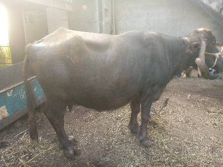 ભેશ વેચવાની છે