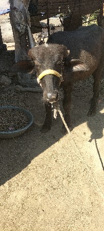 ગામ રાણા કંડોળા