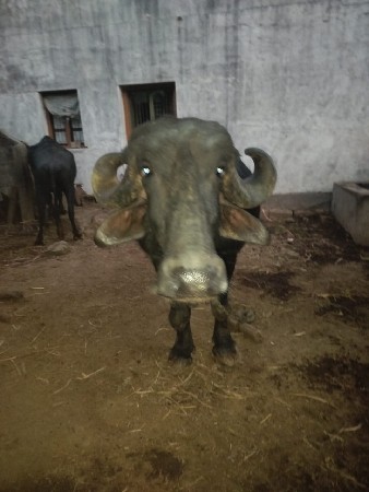 થંબનેલ 2