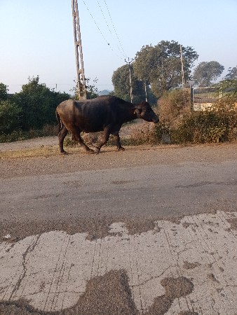 ભેંસ વેચવાની છે