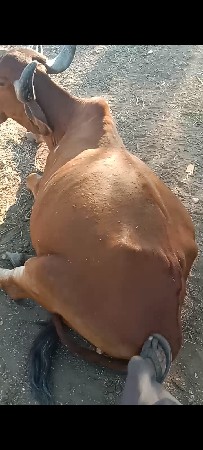 બકરિછાટાકરવાનાછે