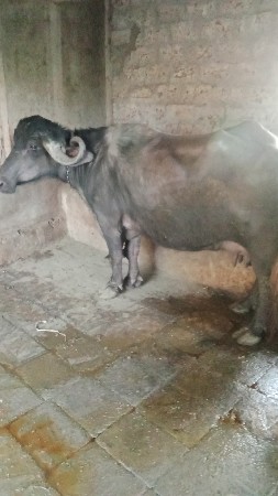 थंबनेल 2