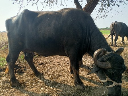 વેચવા ની છે