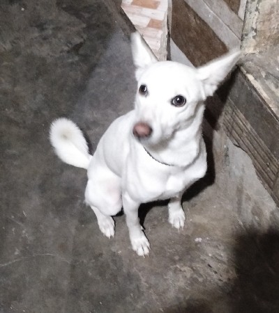 કુતરી વેચવાની છે