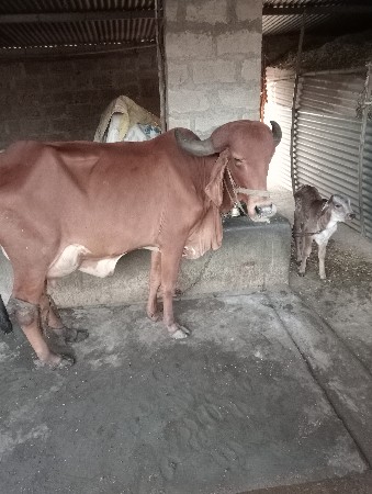ગાય વેચવાની છે
