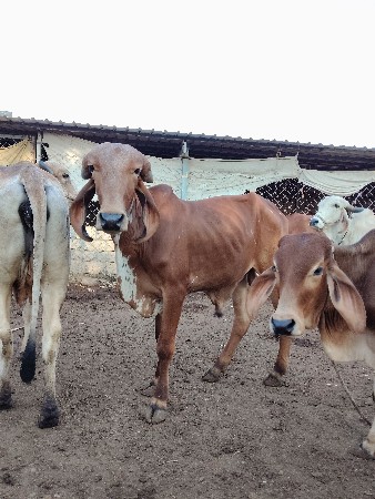 थंबनेल 2