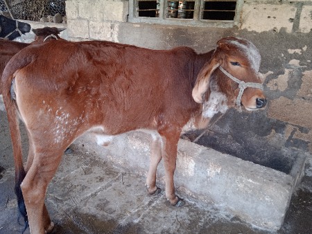 થંબનેલ 3