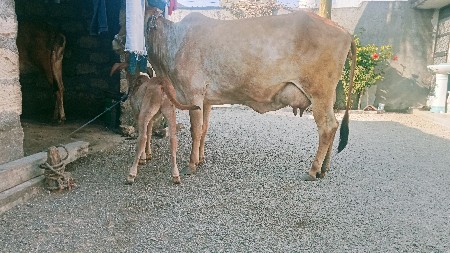 થંબનેલ 1