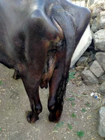 थंबनेल 3