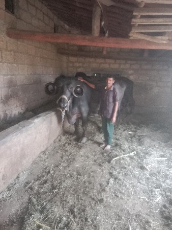 ભેંસ વેચવાની સે