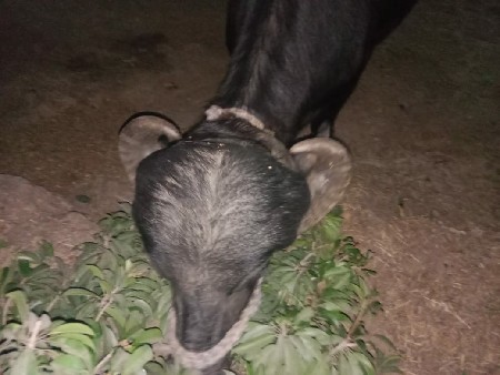 1 વીતે રી