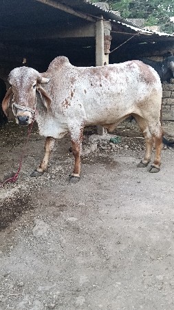 એક વાવણી હાકેલ