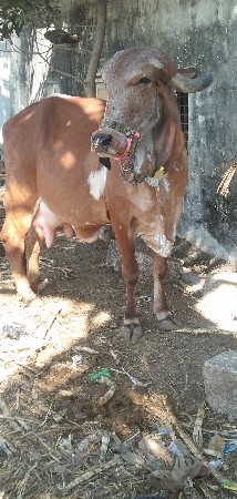 थंबनेल 3