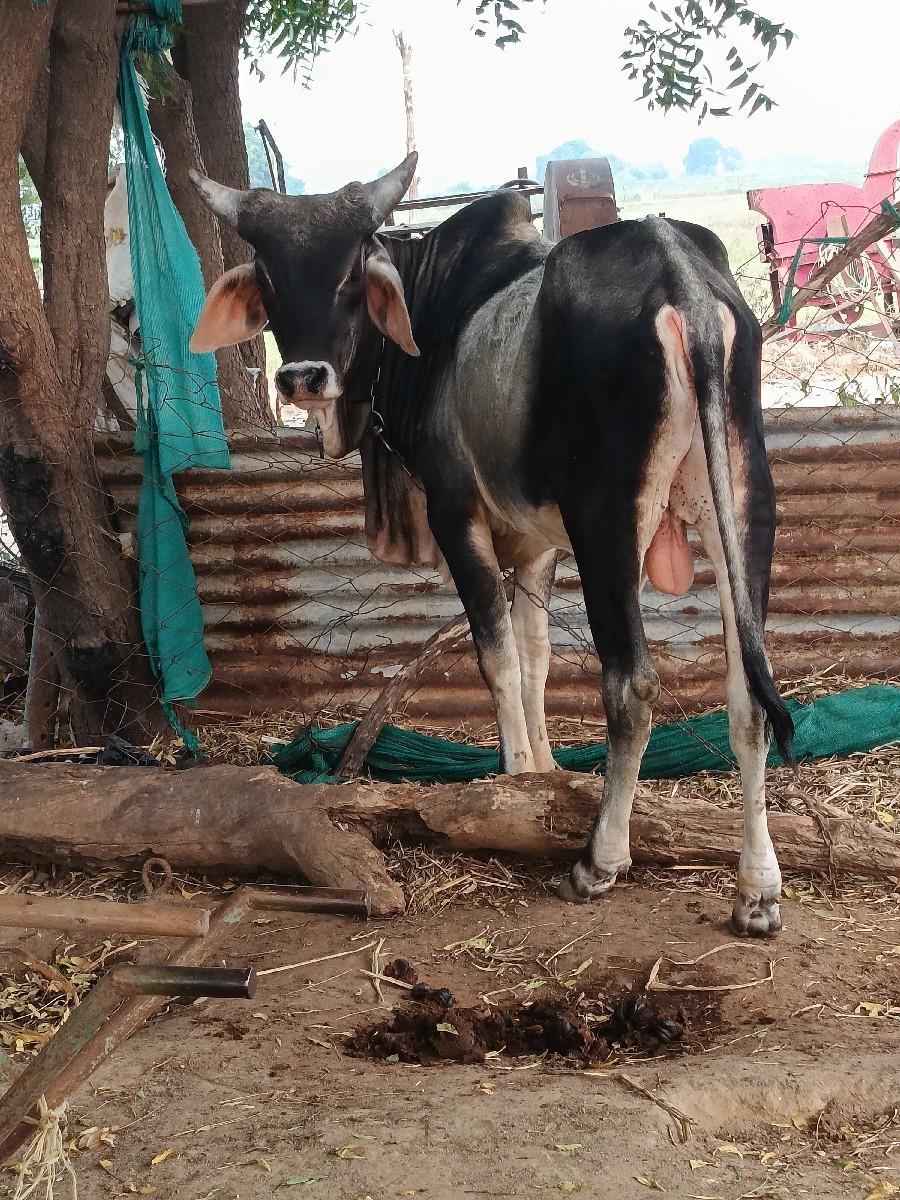 વાછડો વેચવાનો છે