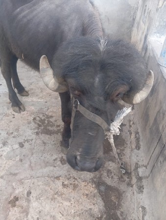 थंबनेल 3