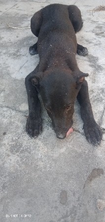 ફિમેલ 5000