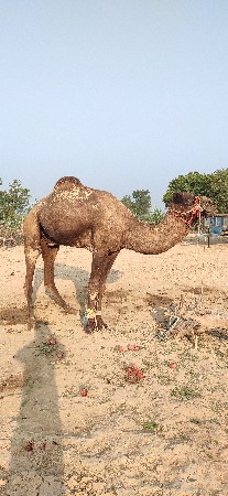 થંબનેલ 3