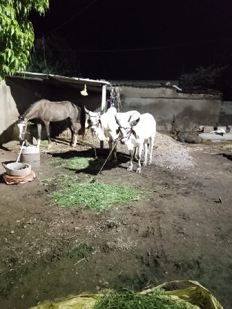 બળદ વેચવાના છે