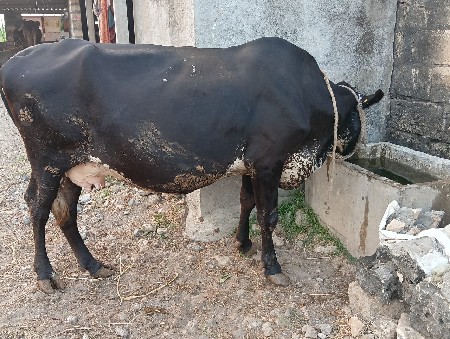 થંબનેલ 3