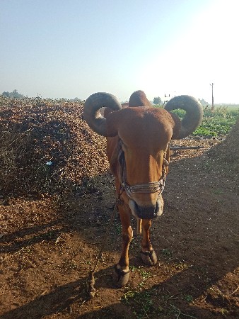 એક બળદ વેચવાનો છે