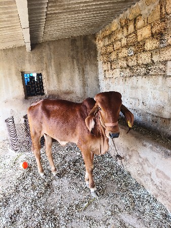 થંબનેલ 3