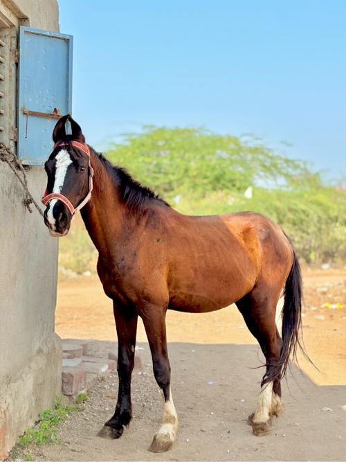 ઘોડા સાટે ભેસ જોઈએ સે