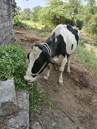 ગાય દેવાની સે