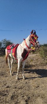 ઘોડી વેચવા ની છે બાવરી ઘોડી છે