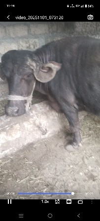 વેચવાની છે