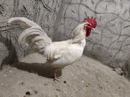 દેસી મરઘો વેચવાનો છે