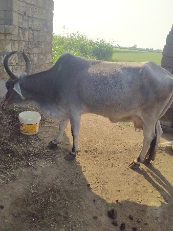 थंबनेल 3