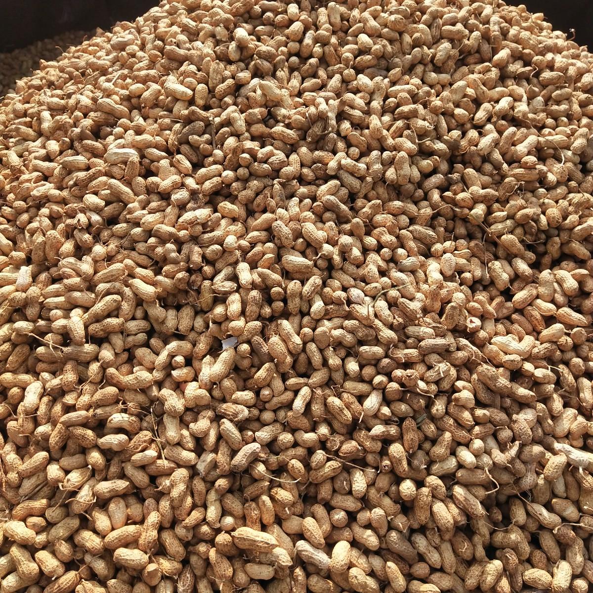 જી 22 નબર મગફાડી બિયારણ