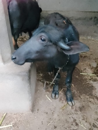 थंबनेल 3