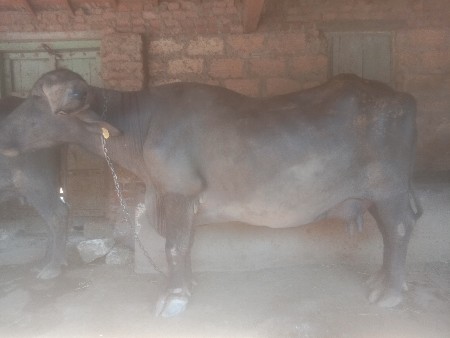 थंबनेल 3