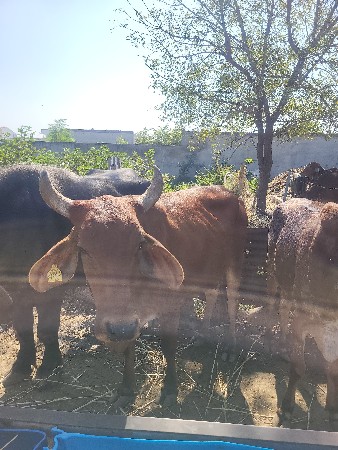 ગાય વેચવાની છે