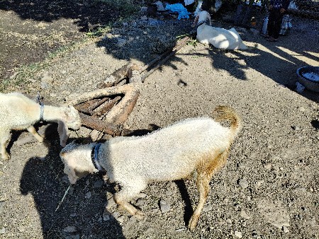 થંબનેલ 3